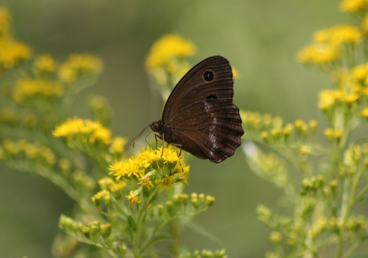 segnalo invasione di Minois Dryas